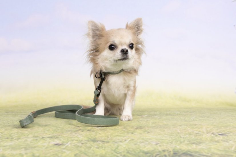 Flamingo Leano Green - Lederhalsband für Hunde, grün
