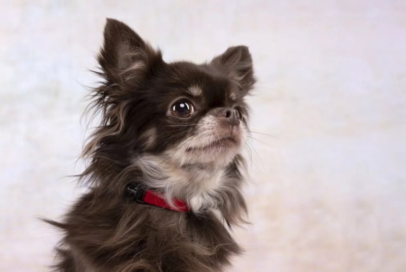 Obojek pro psy - Flamingo Ziggi - červená