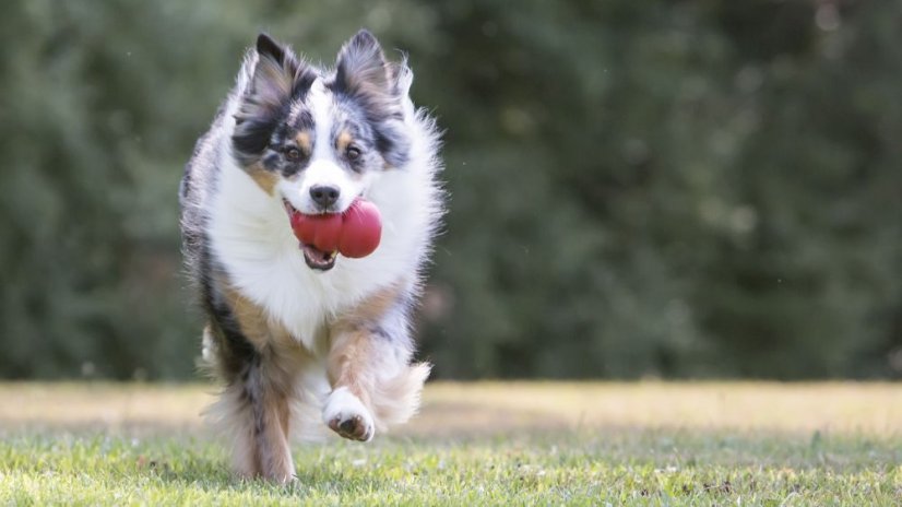 KONG Classic - Gummispielzeug für Hunde - 10 cm (L)