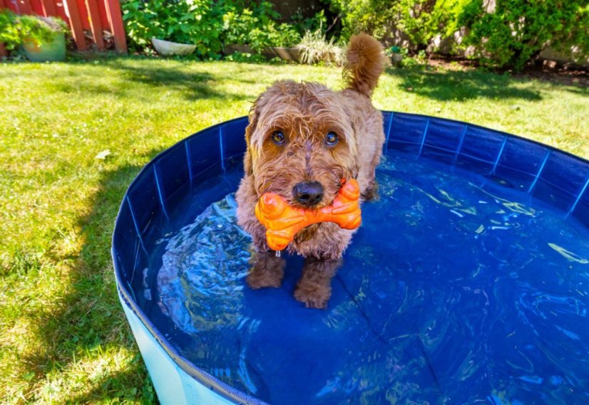 Flamingo Pet Pool Doggy Splatter - Bazén pro psy - modrý - ∅ 160 x 30 cm (L)