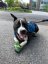 Hi & Light Trail Shoes (2 Stück) – grüne ultraleichte Hundeschuhe