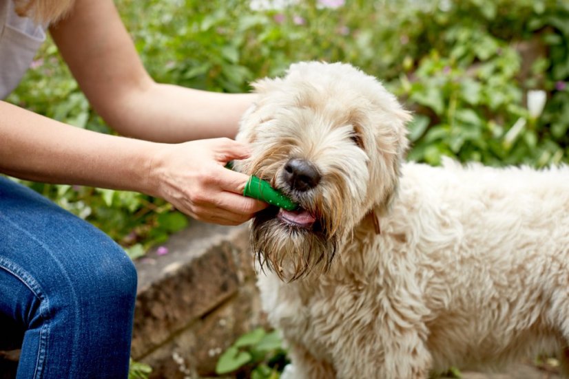 Vet's Best Fingerzahnbürste - Fingerzahnbürste für Hunde - Silikon (5 Stück)