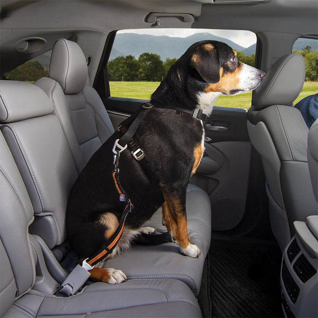 Kurgo Direct to Seatbelt Swivel Tether - popruh pro psy do auta s upínacím mechanismem - otočný, modrý