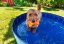 Flamingo Pet Pool Doggy Splatter - Bazén pro psy - modrý - ∅ 160 x 30 cm (L)