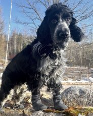 Rukka Pets Hundesocken – 4 Stück