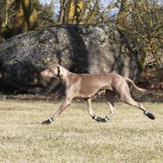 Rukka Pets Proff Boots (2 ks) – vysoké topánky pre psov, čierne