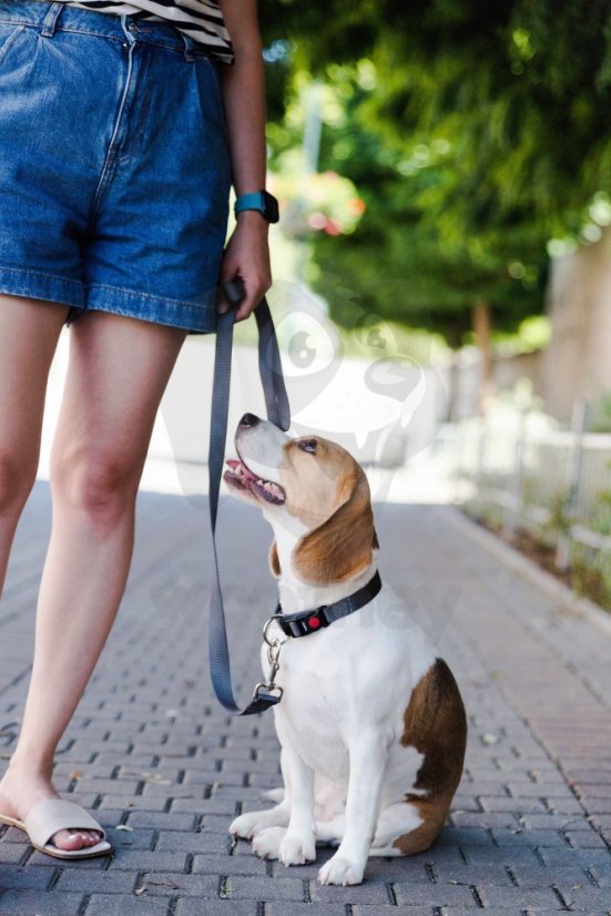 Obojek pro psy - Flamingo Ziggi - červená