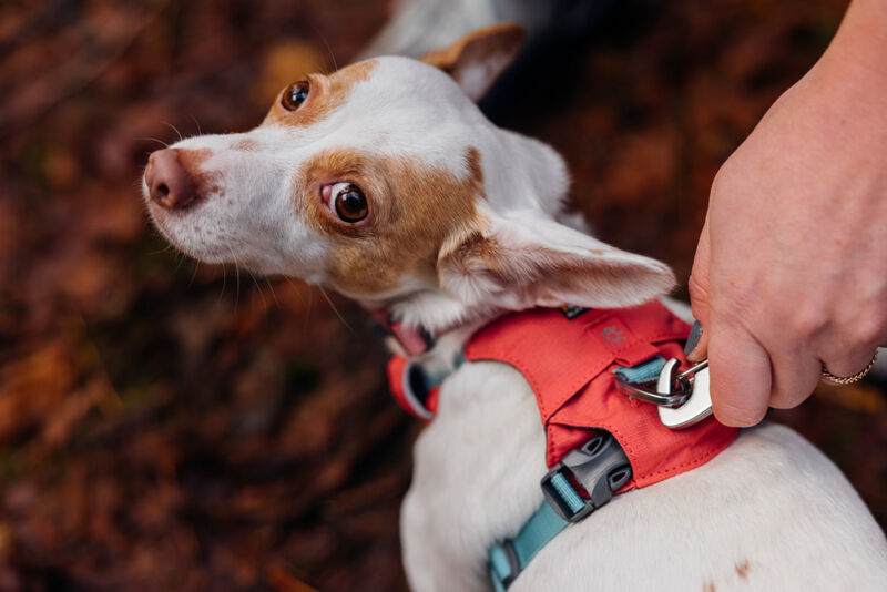 Ruffwear Hi & Light Harness - postroj pro psy -  Salmon Pink