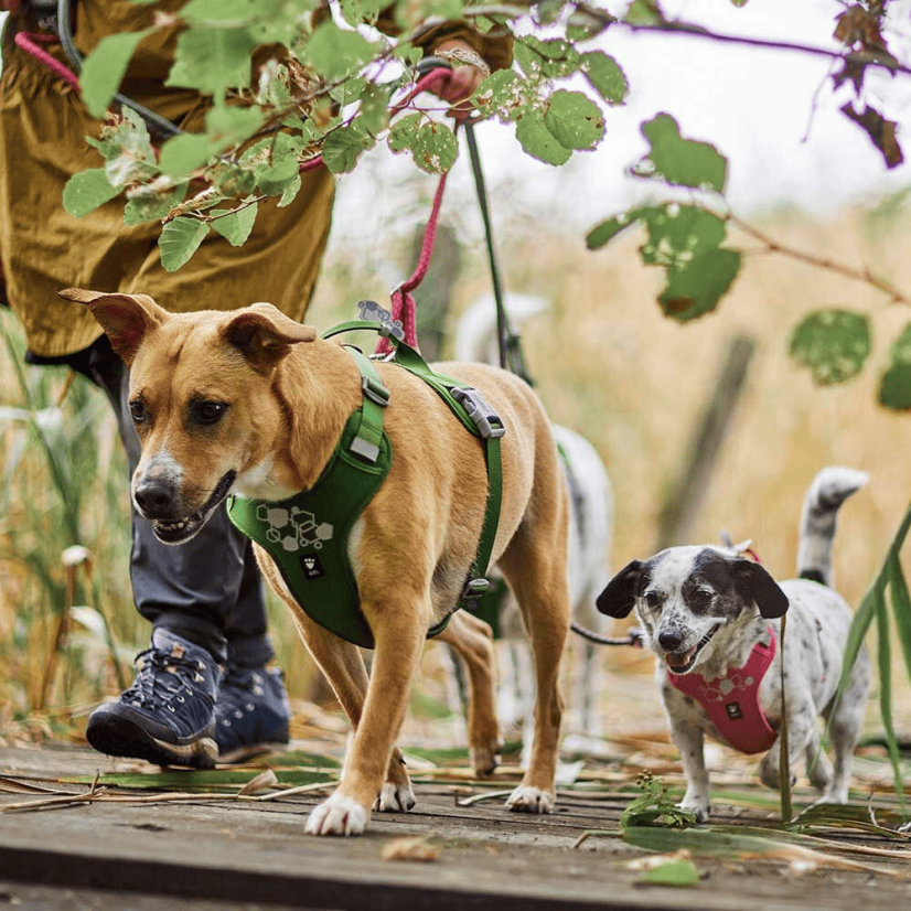 Hurtta Weekend Warrior Harness II ECO Parsley – Hundegeschirr – Petersilie