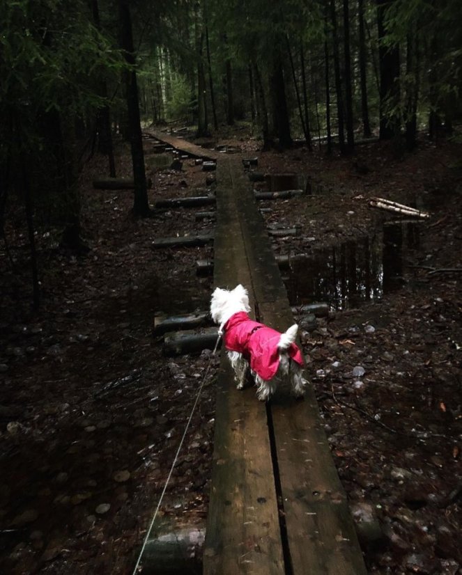 Rukka Hase Rain - pláštěnka pro psy - růžová