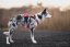 Ruffwear Flagline Harness - postroj pro psy - Basalt Gray