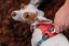 Ruffwear Hi & Light Harness - postroj pro psy -  Salmon Pink