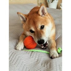 Liker Lumi 5 cm - míček na přetahování a aportování pro psy (svítící)