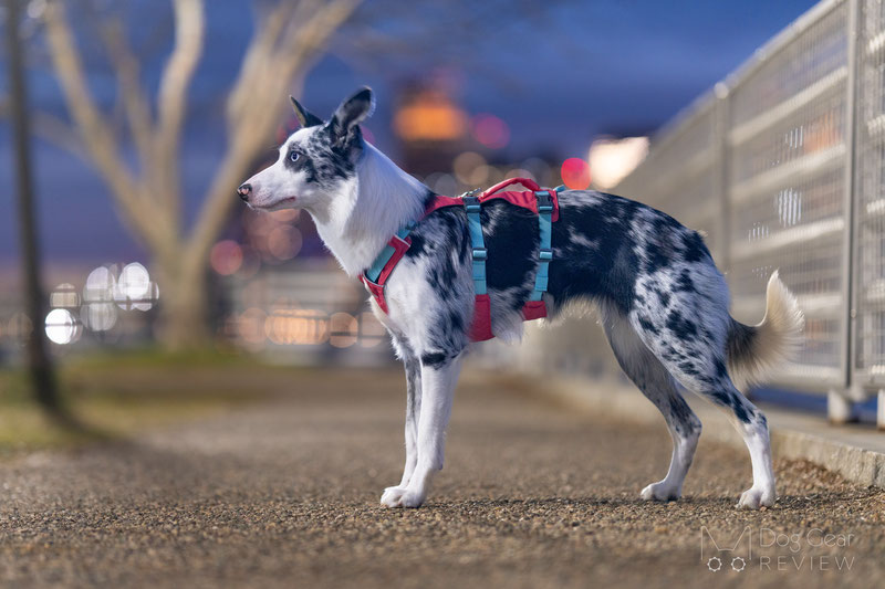 Ruffwear Flagline Harness - postroj pro psy - Basalt Gray