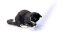 Flamingo LED-Pointer - Laserspielzeug für Katzen - Mausmotiv