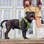 Hurtta Weekend Warrior Harness II ECO Parsley – Hundegeschirr – Petersilie