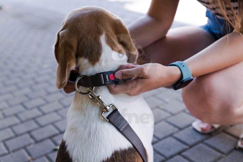 Obojek pro psy - Flamingo Ziggi - červená