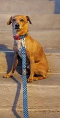 DOOG Lead - Stella - neoprenové vodítko pro psy - 130 x 2,5 cm (L)