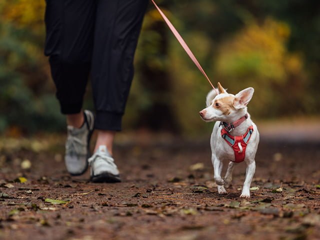 Ruffwear Hi & Light Harness - postroj pro psy -  Salmon Pink