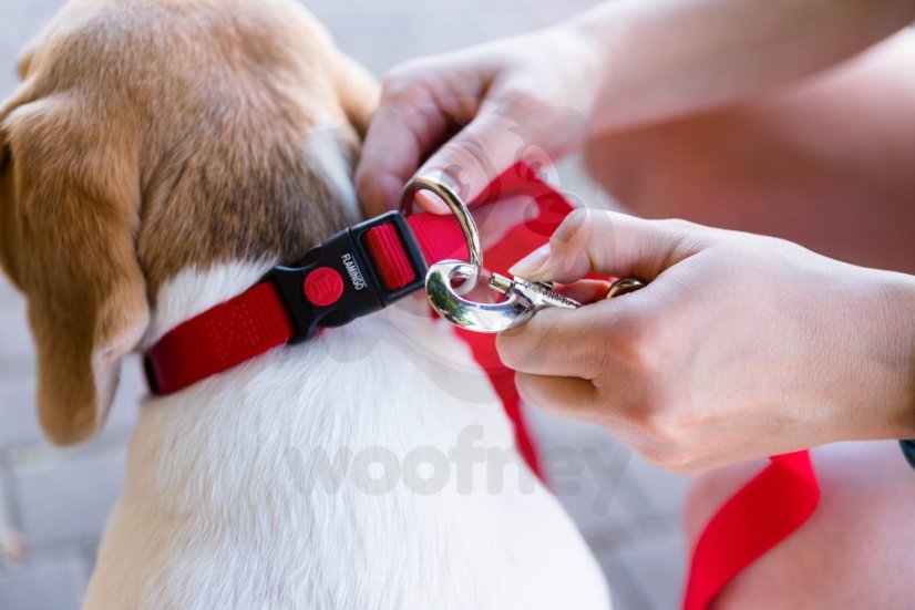 Obojek pro psy - Flamingo Ziggi - červená